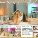 골드 캐터리 | 브숏 먼치킨 캐터리 고양이와 함께하는 감성 북카페
