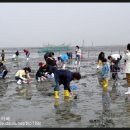 국내여행지 - 고창 하전마을 갯벌체험장(어촌체험마을) 이미지