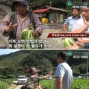 김장 배추뉴스 어찌 이럴 수가 이미지