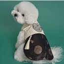 도그아이 | [광고] 강아지한복 명절 선물, 설날 어떻게 고를까? 도그아이 남아 금화단한복 후기