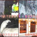 코끼리 게임장 이미지