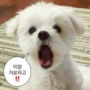 농업법인 유한회사 하누리 | [대전맛집] 삼성동 맛집 달인물회 포장 후기