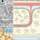 Role of aquaporins in brain water transport and edema 2025 이미지