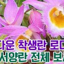 아름다운 착생란 로디게시 그외 서양란 전체 보시고 착하게 업어가세요!! 이미지