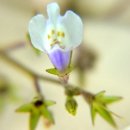 작은꽃지천 이미지