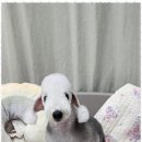 키티앤퍼피 이미지
