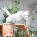 수원고양이호텔 가토캣슬 | 수원 고양이 호텔, 가토캣슬 내 돈 내산 리뷰