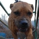 호동이농장 이미지