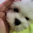 독크루북구점 이미지