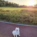 댕댕상점 이미지