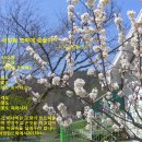 민들레뜨락 이미지