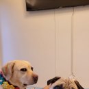 퍼피게스트하우스 이미지