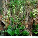 노루발풀 [Pyrola japonica]의 효능. 이미지