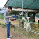 칠곡양떼목장 이미지