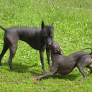 도그헤어 이미지