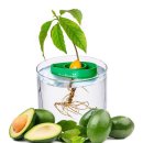 아보카도 이미지