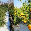 엉클농장 이미지