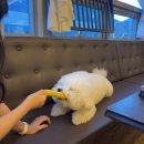 만배네 애견카페 이미지