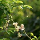 꽃과 그늘 이미지