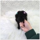 버디독 강아지분양 안심분양센터 시흥점 이미지