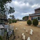 별스런 산책 이미지