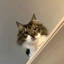 까망머리 | 양모펠트 공방 까망콕 원데이클래스 후기, 우리 고양이를 다시 만난 시간