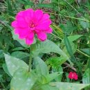 백일홍상사 이미지