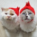고양이 모자 | 귀여운 고양이 모자 사진 찍다 정신 가출한 썰