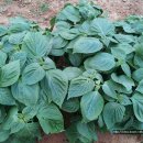 인영농장 이미지