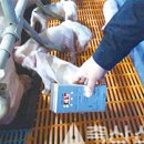 파주양돈단지(4) 이미지