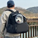 천사 애견 | 강아지 이동가방, 쏘오옥 프론트백 메쉬 반려견 애견가방 후기