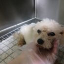 다사랑 동물병원 이미지