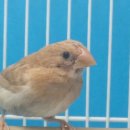 Fawn과 Chestnut 십자매의 비교 사진! 이미지