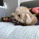 멍뭉이 밥상 이미지