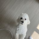 견생냥품 이미지