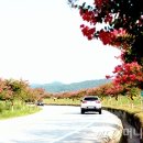 백일홍명품길 이미지