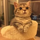 츈츈