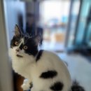 내방안 고양이 이미지