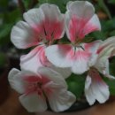 동동할머니경로당 이미지