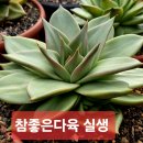 다육