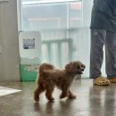 부산 강아지 24시 애견미용호텔유치원 도그드림(서면점) 이미지