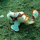 워티프로그피쉬(Warty frogfish) 이미지