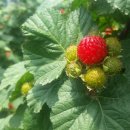 대동농장 이미지