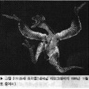 진화론에서 중간화석이라고 주장하고는 있지만,,, 이미지