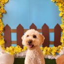 댕댕아띠 이미지