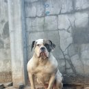 아델리오 이미지