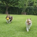 행복하개(happydog)연천애견펜션2호점 | [연천] 행복하개 애견펜션 1호점 중형견 단체 여행 및 생일상 후기
