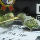 사랑새