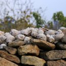 고하도안길 이미지