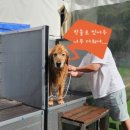 퍼스널댕댕 이미지